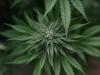 Cannabis use led to more psychiatric disorders, psychosis and addiction: Study