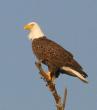 Bald eagles thrive on Georgia’s coast