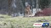 Baltimore City deems deer-culling program successful