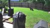 Wildlife experts, residents weigh in after uptick in bear sightings