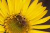 Alaska’s native bees: tough, diverse and built for the North