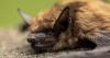11-year-old boy dies of rabies in Canada after waking to find bat on his face in the middle of the night