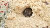 Rare sandhill cellophane bee turns up in South Carolina for the first time, and it nests like ants