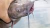 How Utah determines whether fish are safe to eat