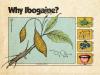 Why Are Republicans Suddenly for Ibogaine?