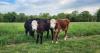 Missouri experts advise preparation, not panic in response to the New World screwworm threat