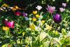 Weather & Traffic: Friday 3 July: Second verse, same as the first