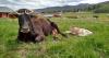 Driggs local shares journey toward kickstarting Idaho's first permitted raw milk dairy in over a decade