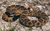 Bermuda: Search continues for deadly snake in Bermuda