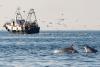 In Overfished Adriatic Sea, Dolphins Look to Trawlers for Food