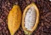 Cocoa's Great Crash: How the World Price Collapse Is Crushin...