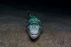 Greece is paying fishermen to haul in toxic, human-toothed fish invading the Mediterranean