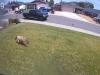 Wildlife officials and sheriff’s deputies monitor wandering bear in White City neighborhoods