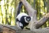 Tennessee zoo says nextdoor data center could scramble breeding for rare animals