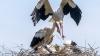 'The storks were here before me': Pensioners live side-by-side with storks in this Croatian village