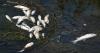 What's killing the fish? Czech researchers are looking for answers