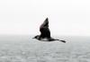 5 upcoming Gulf of Maine wildlife cruises you won’t want to miss
