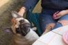 Pet-friendly dining grows to 90 restaurants, but hygiene debate rages on