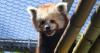 Maryland Zoo announces name of second red panda