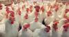 Ministry of Health and Food Hygiene Launches Mobile Ringtone Campaign to Raise Awareness About Bird Flu