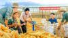 North Korean traders fall victim to Russian corn supply scam: records