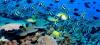 Abu Dhabi’s Coral Promise to the Future