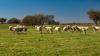 Export growth hinges on animal health and market access