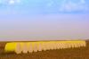 Upland, Pima cotton export decline sharply: USDA