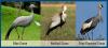 South Africans called to count cranes in the nationwide census after 20-year break