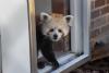 Baltimore zoo reveals baby red panda’s name