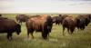 As America turns 250, a Montana tribe holds a solemn ceremony for its buffalo