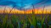 What is 'corn sweat' and how does it boost Wisconsin humidity?