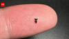 Scientists found ancient teeth smaller than a fingertip; they are rewriting early primate history
