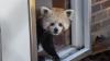 Maryland Zoo's new red panda officially named 'Ember' # Maryland Zoo's New Red Panda Officially Named 'Ember' After Public Contest**BALTIMORE** &mdash; The Maryland Zoo's newest red panda officially has a name.Zoo offici