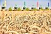 Rural Support Strategy: How Dayhanbank Finances Turkmenistan’s Agricultural Sector