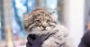 Pallas's cat gives birth to 3 kittens at Helsinki zoo