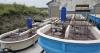 Taiwan develops energy-saving technology for methane-cutting algae