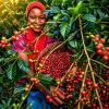 Ethiopia's Coffee Export Earnings Reach Historic 3 Billion USD Milestone