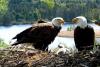 An eagle camera in Vermont delivers ‘a nice little escape from the chaos’