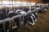 Wisconsin DNR approves CAFO permit for Door County dairy farm