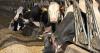 'Nature-friendly' farm action could earn in up to £20,000 in grants