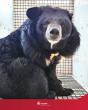 From tiny cages to forest home: Cargolux completes journey as six rescued bile bears reach Denmark