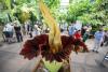 Double stink: Not one but two corpse flowers set to bloom at Huntington — watch them live