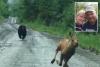 Maine couple help moose calf escape charging bear, reunite with its mom: ‘Knew what I had to do’