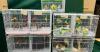 Hong Kong Customs Seizes 136 Suspected Illegally Imported Live Birds, Arrests Passenger at Lo Wu Control Point