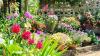 Gardeners urged to avoid 1 key mistake that stops flowers blooming