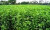 Farmers exceed jute cultivation target in Rangpur region