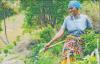 When farmers reap big harvests without toxic chemicals
