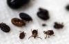 Canada is facing a very real threat of ticks