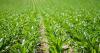 Bayer Consolidates Its US Glyphosate Business Under the Name Ruveon
